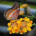 Schmetterling auf Blume