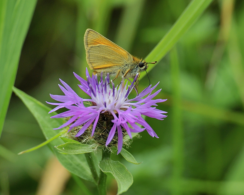 Schmetterling auf Blume