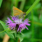 Schmetterling auf Blume