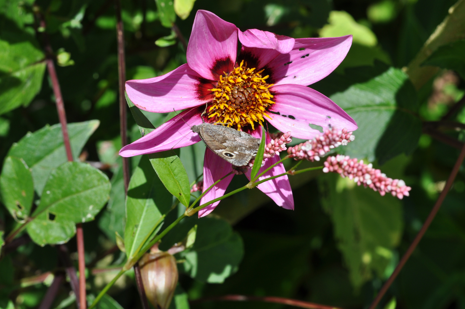 Schmetterling auf Blume Frankreich