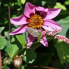 Schmetterling auf Blume Frankreich