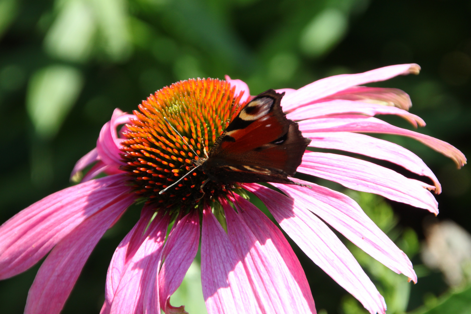 Schmetterling auf Blume ;o)))