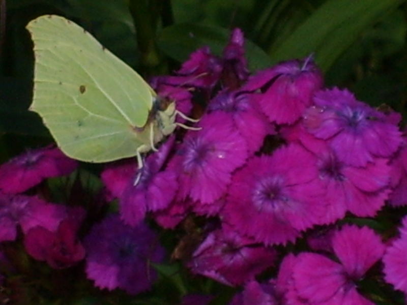 schmetterling auf Blumen