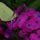 schmetterling auf Blumen