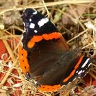 Schmetterling auf Blumenkasten