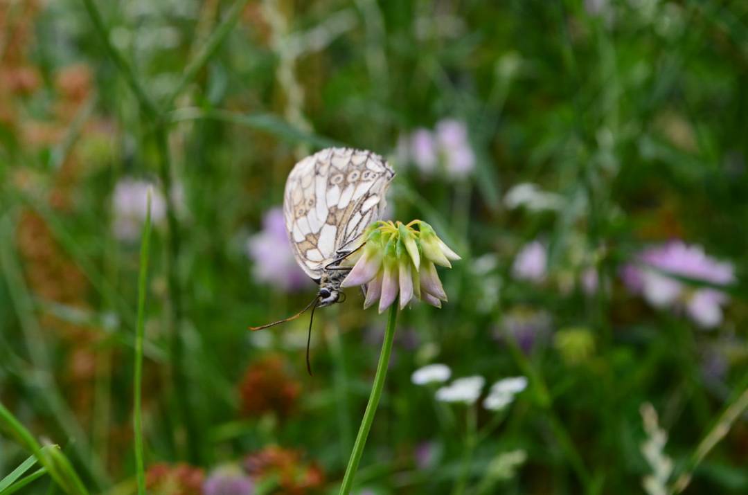 Schmetterling auf Blumenwiese