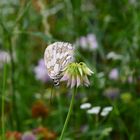 Schmetterling auf Blumenwiese