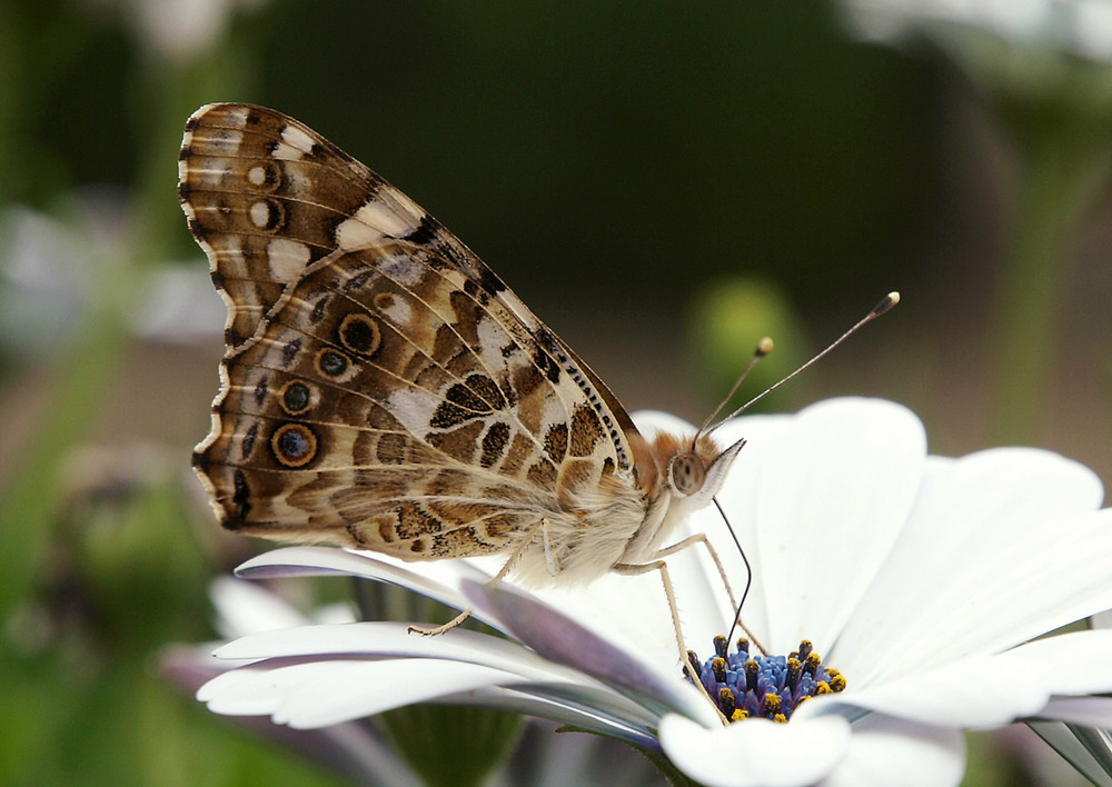 Schmetterling auf Bornholm