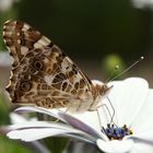 Schmetterling auf Bornholm