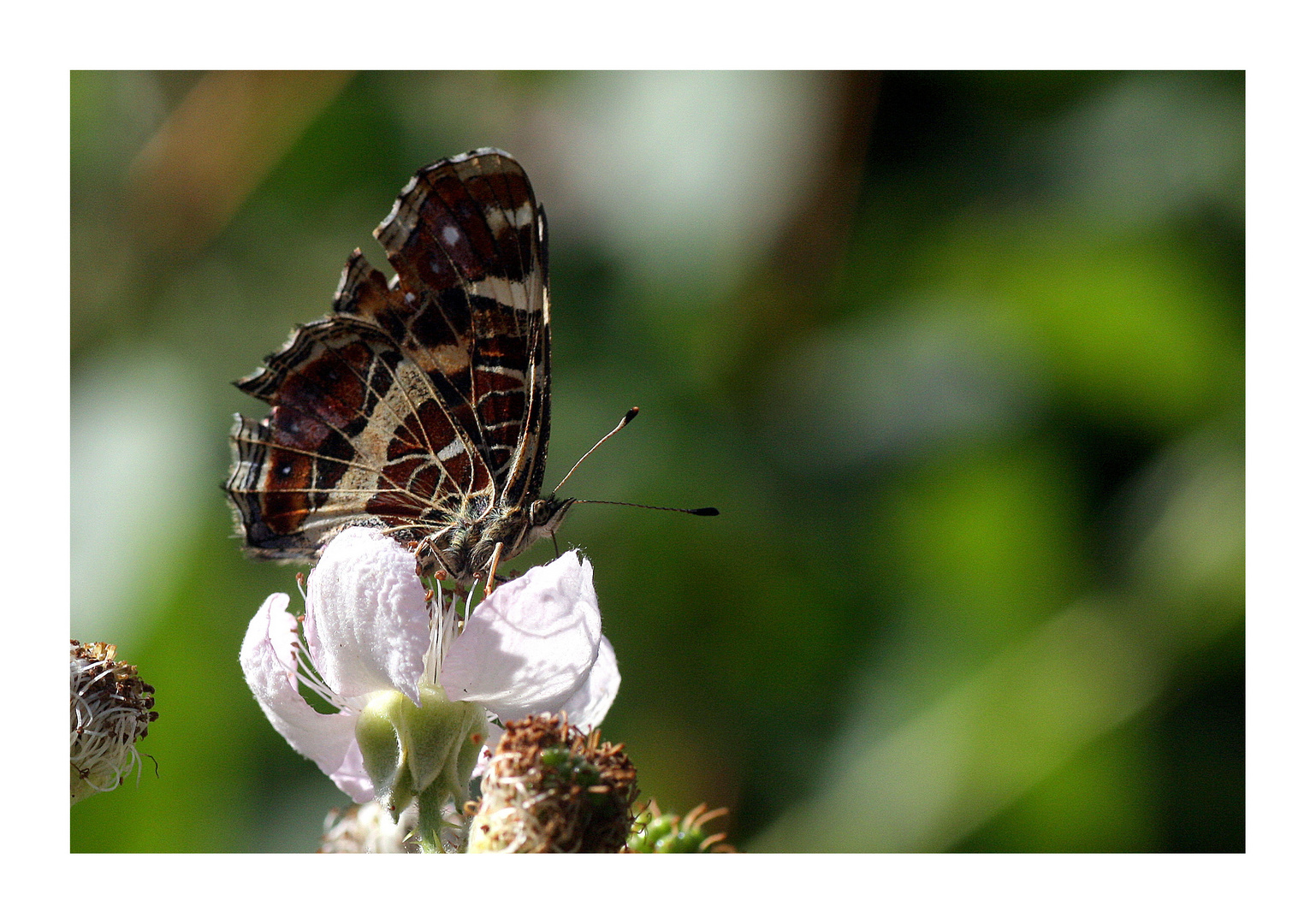 Schmetterling auf Brombeerblüte