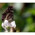 Schmetterling auf Brombeerblüte