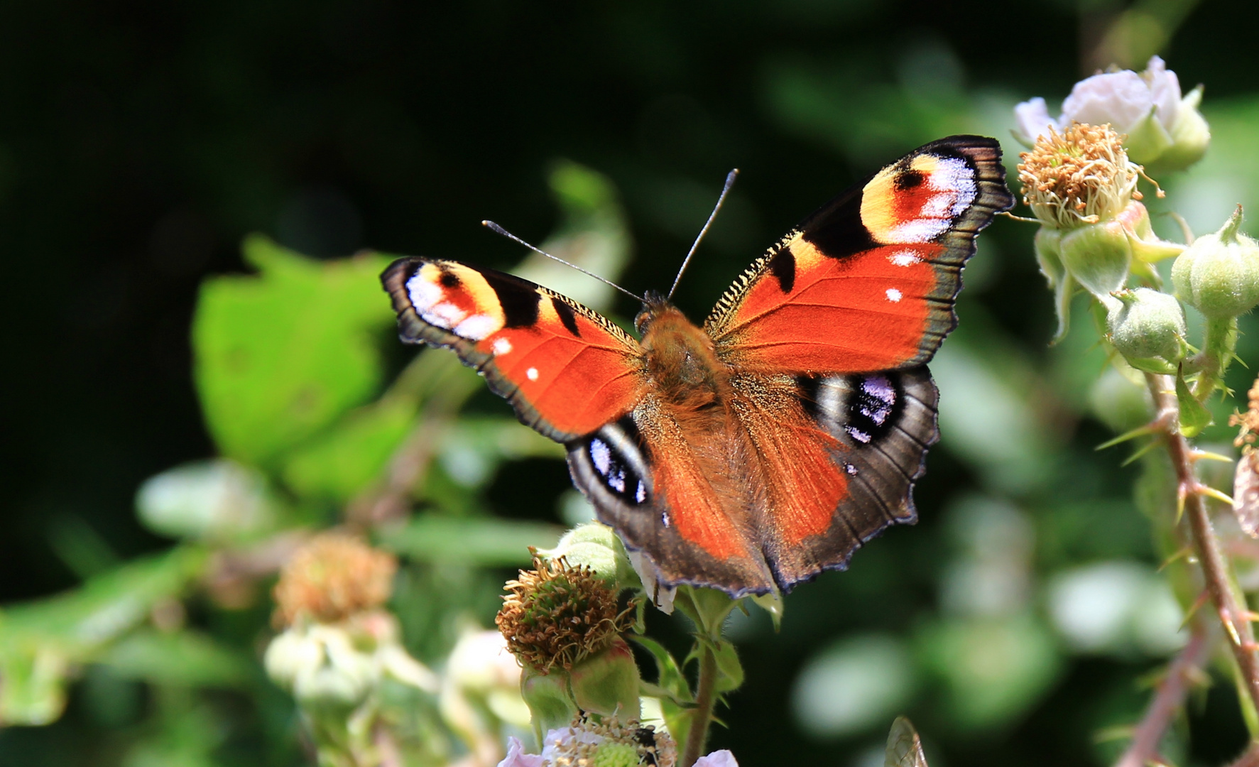 Schmetterling auf Brombeerblüten