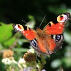 Schmetterling auf Brombeerblüten