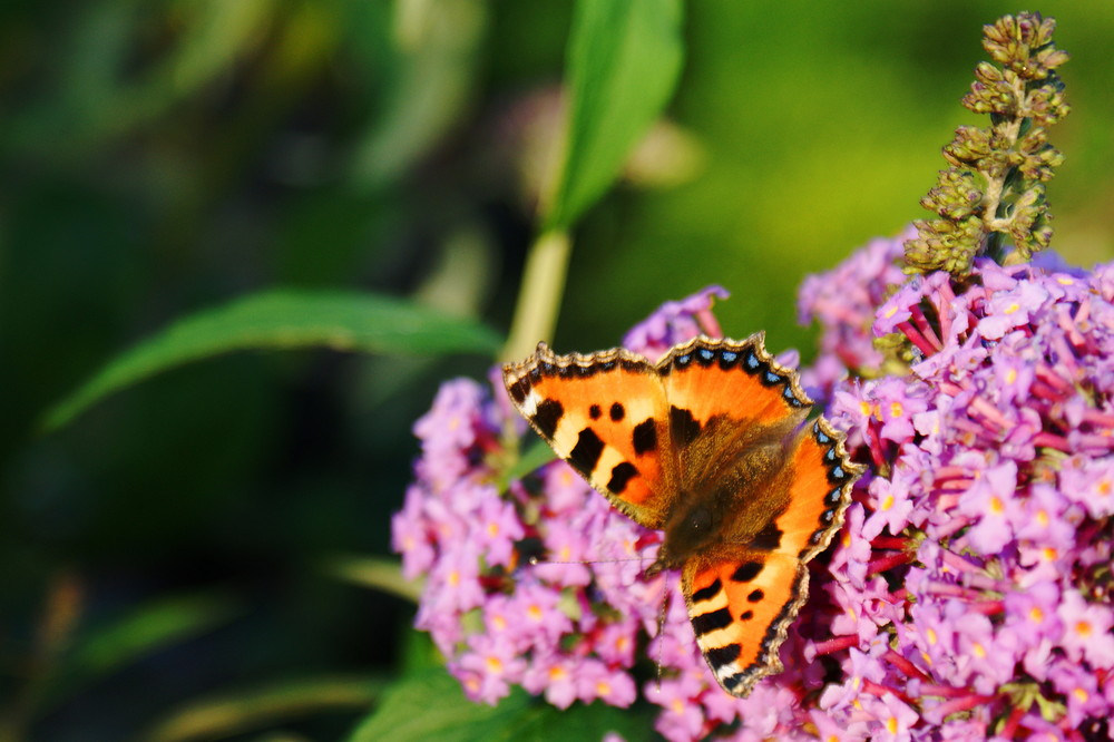 Schmetterling auf Buddleja davidii