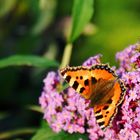 Schmetterling auf Buddleja davidii