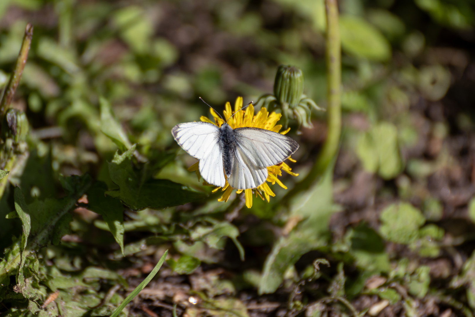 Schmetterling auf Butterblume