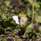 Schmetterling auf Butterblume