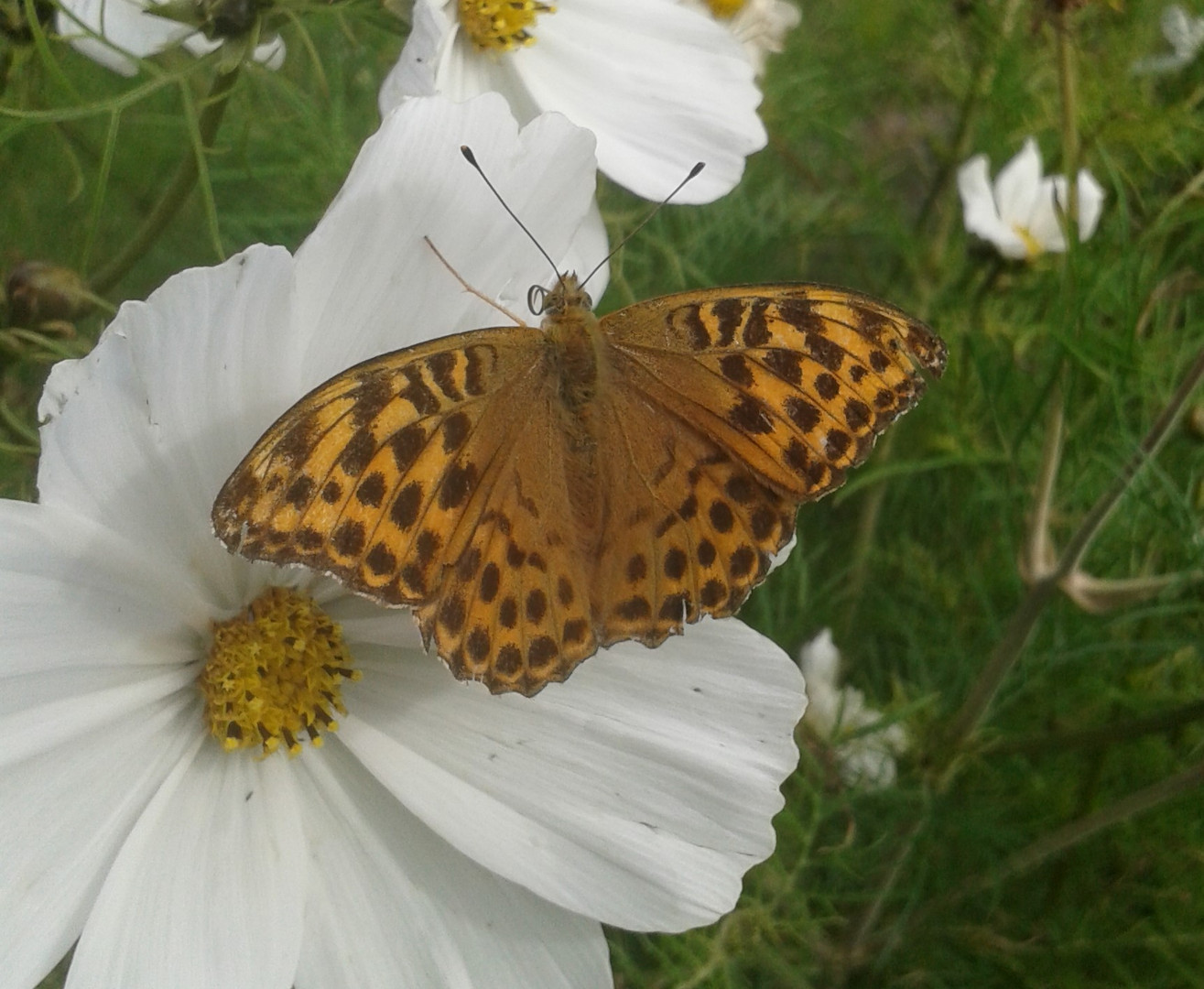 Schmetterling auf Cosmea a.See bei Ulricehamn / Schweden
