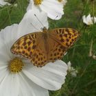 Schmetterling auf Cosmea a.See bei Ulricehamn / Schweden