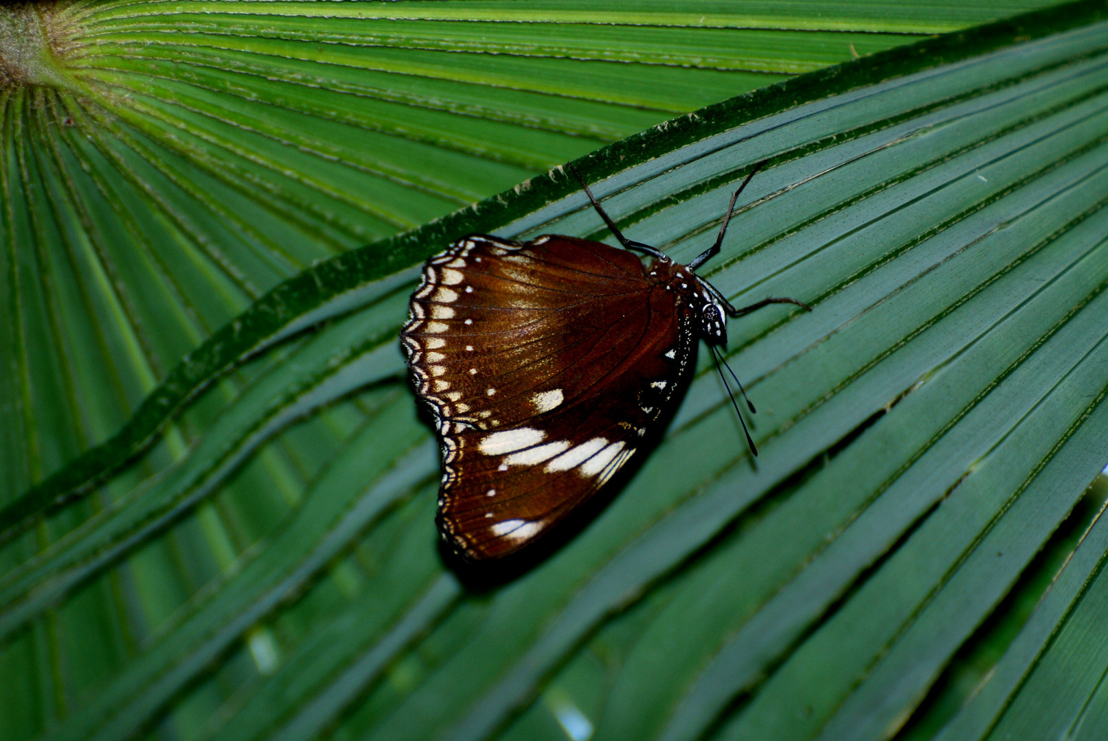 Schmetterling auf dem Blatt 3