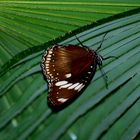 Schmetterling auf dem Blatt 3