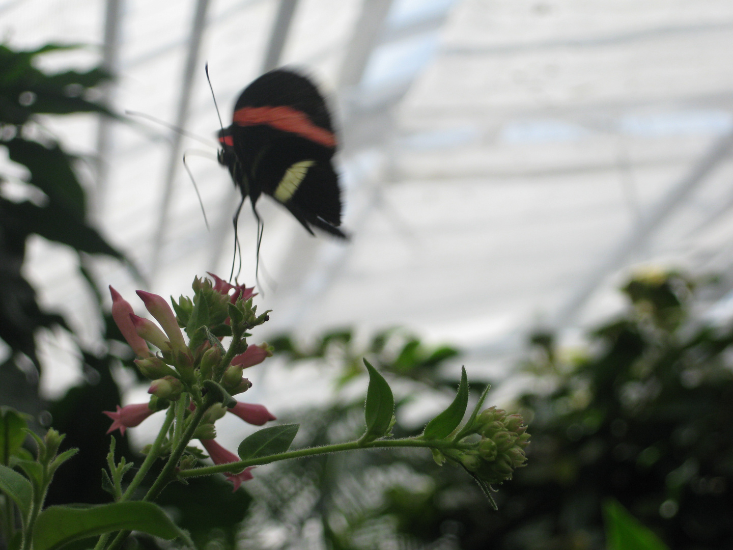 Schmetterling auf dem Blumen gelandet