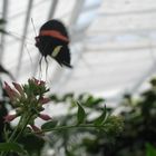 Schmetterling auf dem Blumen gelandet