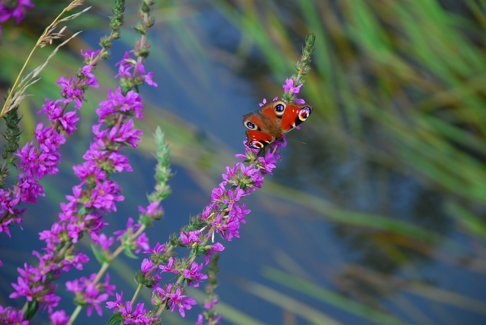 Schmetterling auf dem Blutweidrich