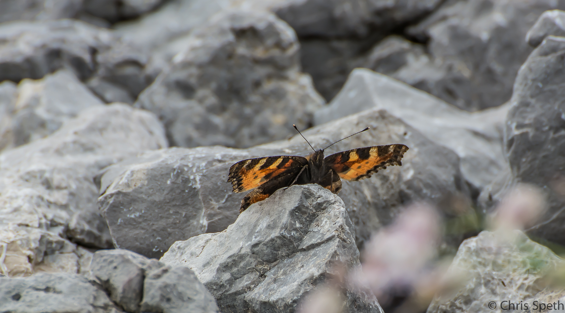 Schmetterling auf dem Hahnenkamm (Österreich)