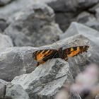 Schmetterling auf dem Hahnenkamm (Österreich)