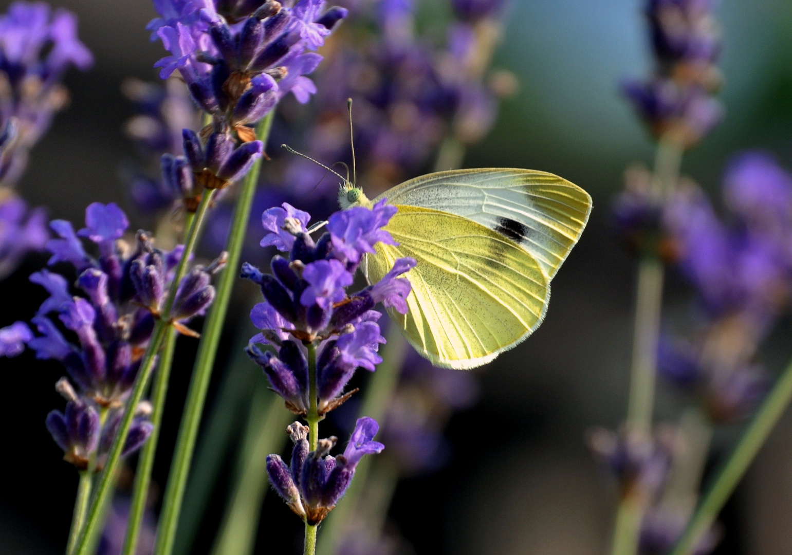 Schmetterling auf dem Lavendel