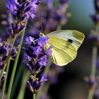 Schmetterling auf dem Lavendel