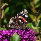 Schmetterling auf dem Schmetterlingsflieder