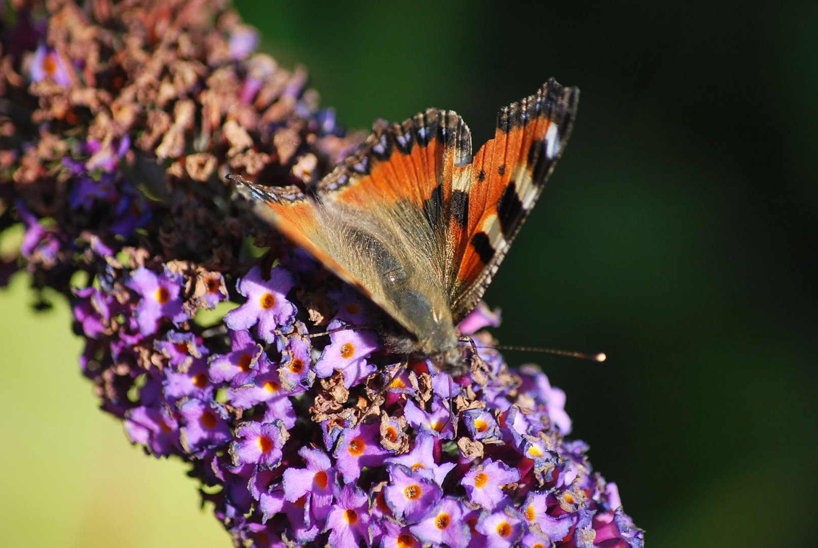 schmetterling auf dem schmetterlingsflieder