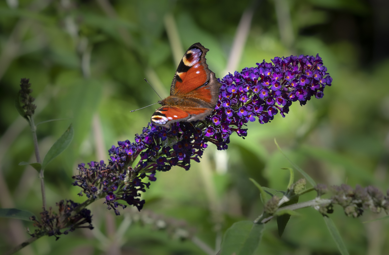 Schmetterling auf dem Sommerflieder