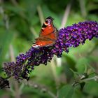 Schmetterling auf dem Sommerflieder