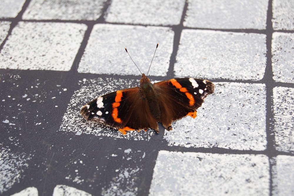 Schmetterling auf dem Terrassentisch