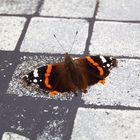 Schmetterling auf dem Terrassentisch