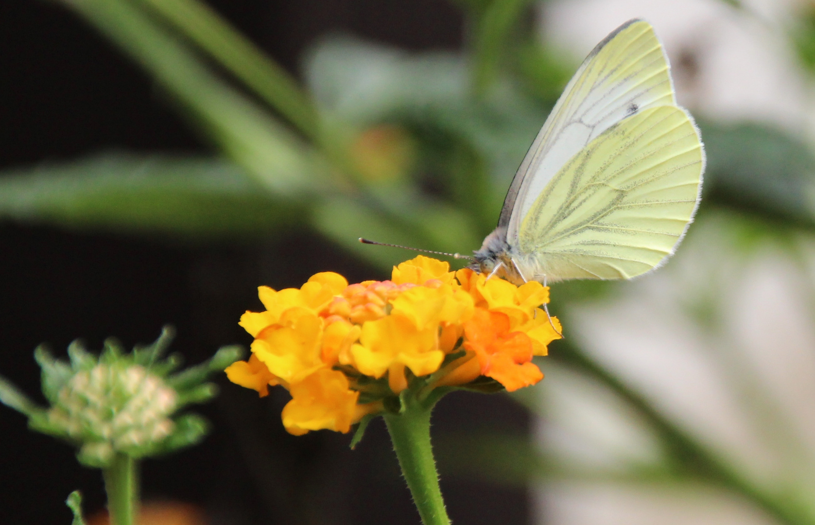 Schmetterling auf dem Wandelröschen