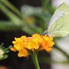 Schmetterling auf dem Wandelröschen