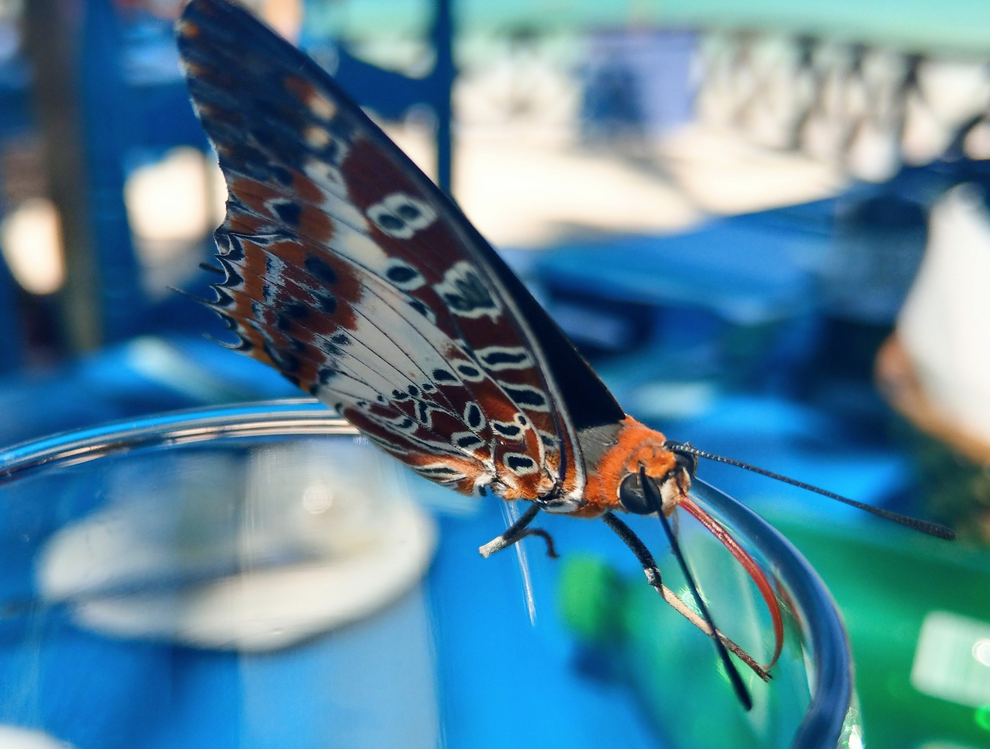 Schmetterling auf dem Weinglas 