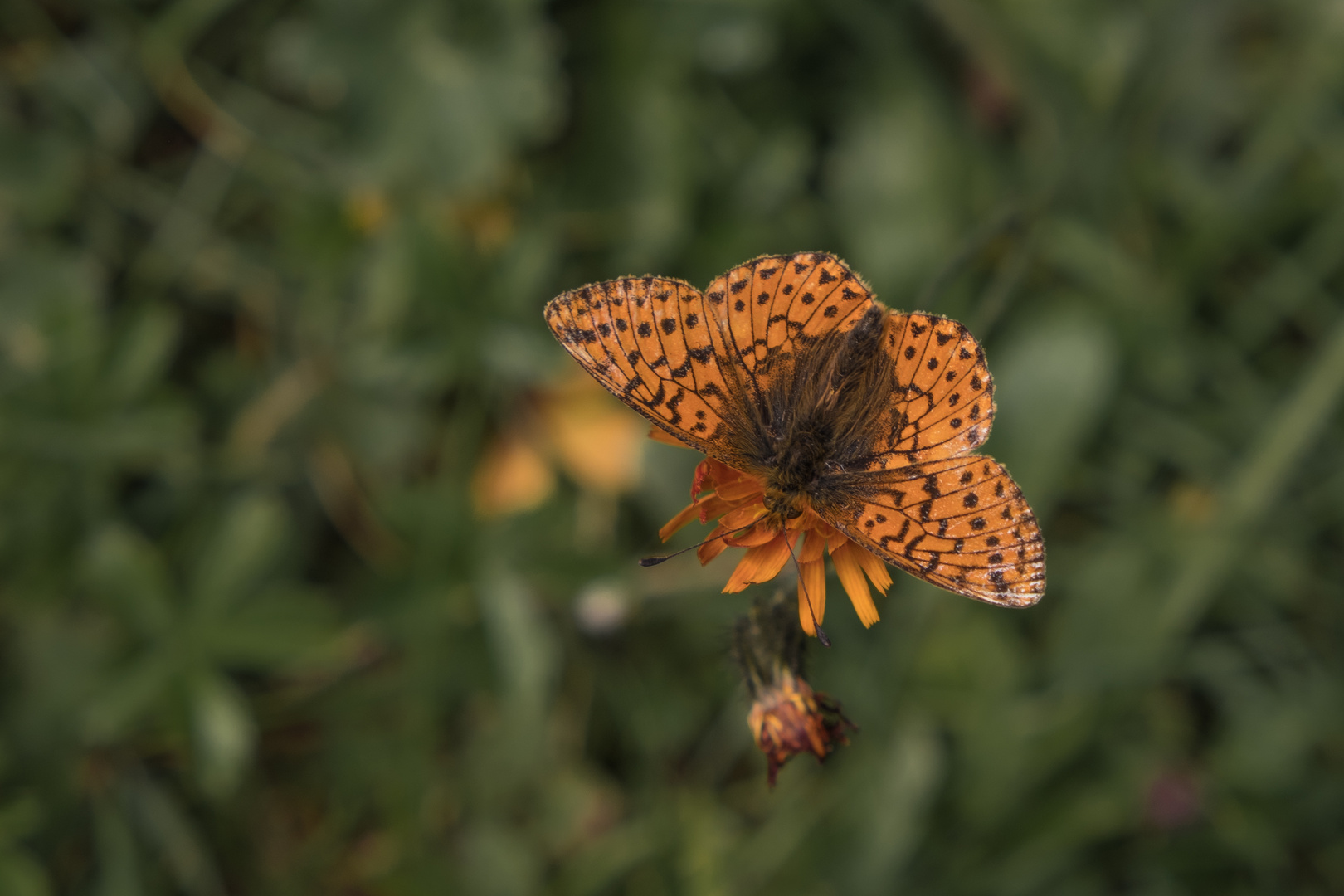 Schmetterling auf der Alm