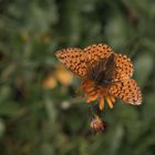 Schmetterling auf der Alm