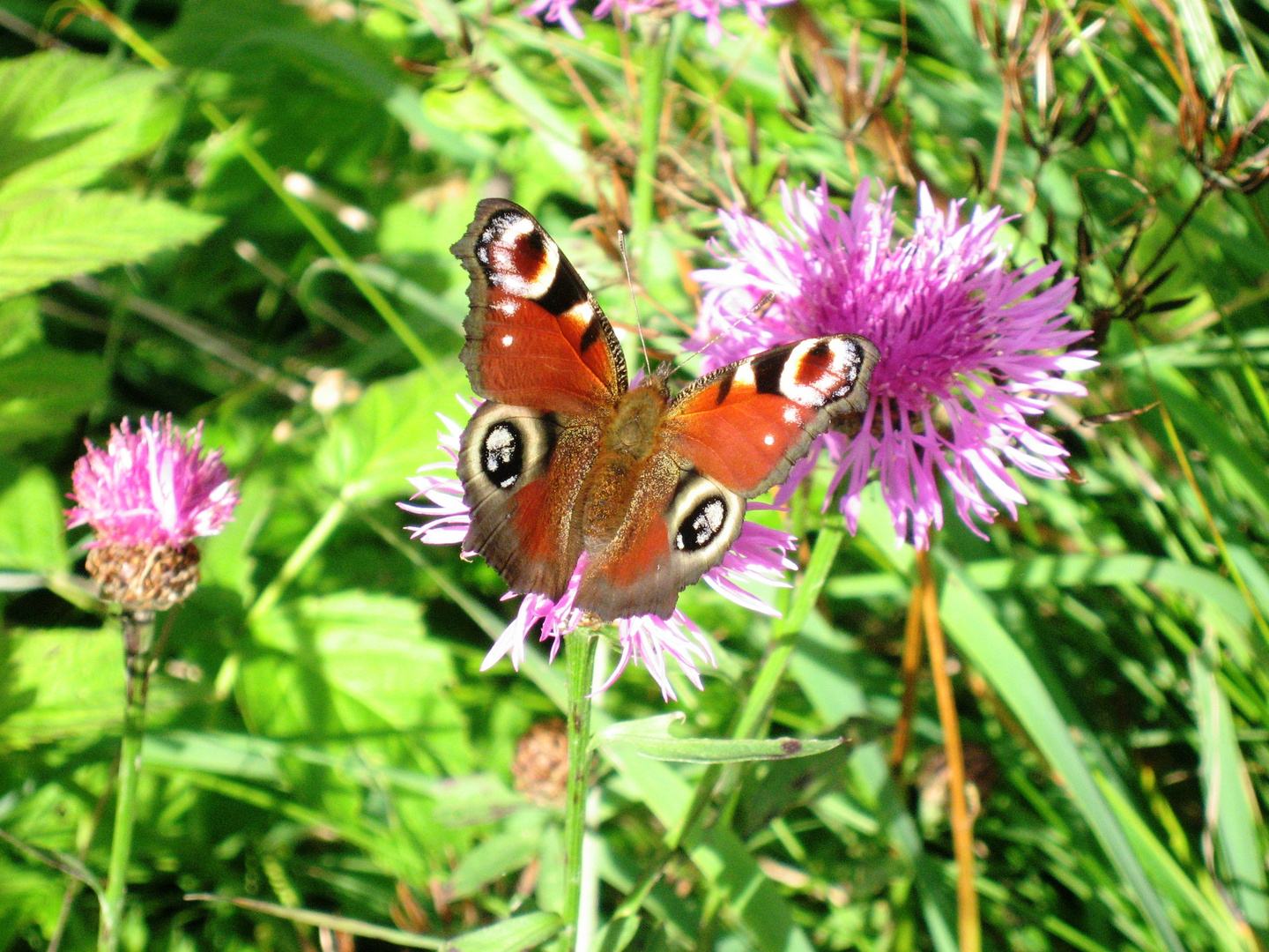 Schmetterling auf der Bergwiese