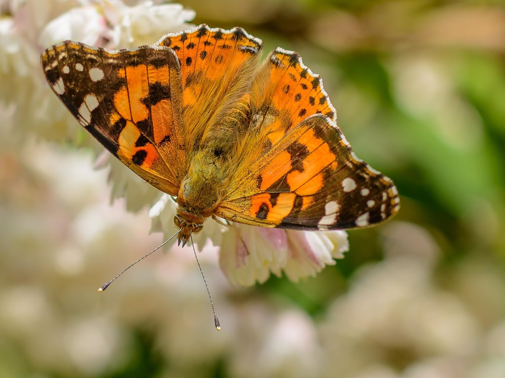 Schmetterling auf der Blüte