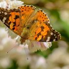 Schmetterling auf der Blüte