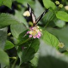 Schmetterling auf der Blüte 2