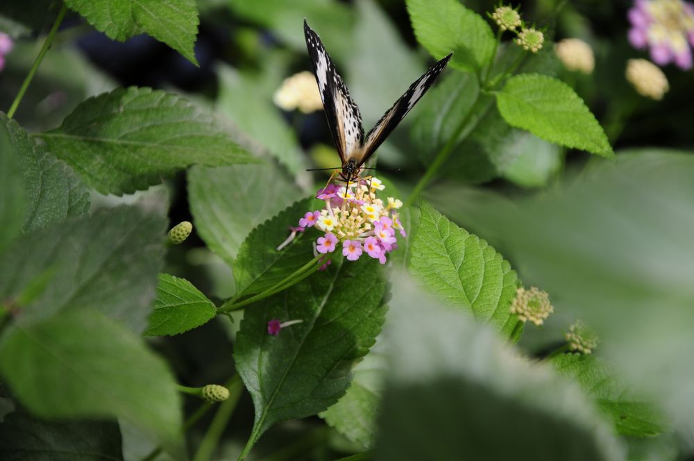 Schmetterling auf der Blüte 2