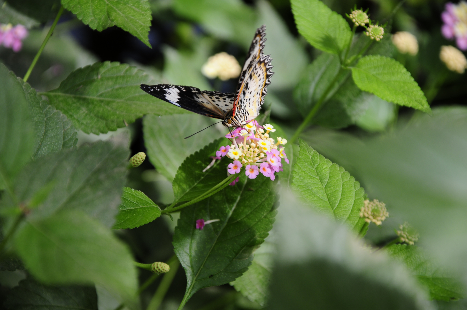 Schmetterling auf der Blüte