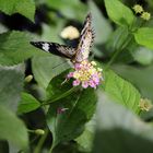 Schmetterling auf der Blüte